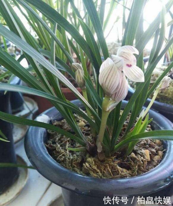 兰花得叶枯病怎么办教你“3法”，找对病因，告别叶枯病症状