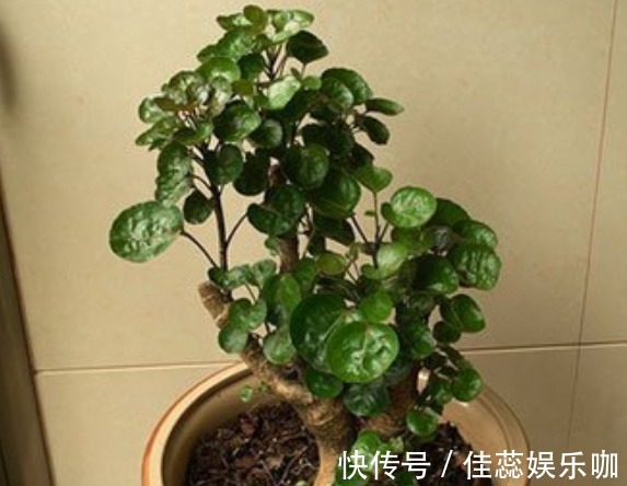 “富贵又招财”的4种花,养在家里富贵吉祥,从年头旺到年尾!