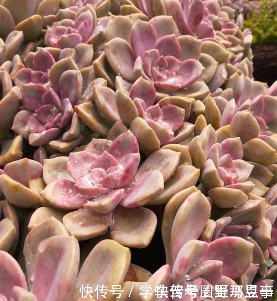 光照|以树干为花盆,可以把紫乐养出“一面墙”,感兴趣可以试试!