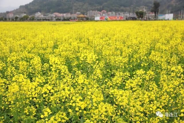 来连江，看这片“海”！「区县头条」