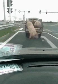 |搞笑GIF:好了 表演结束了 同学们都辛苦了