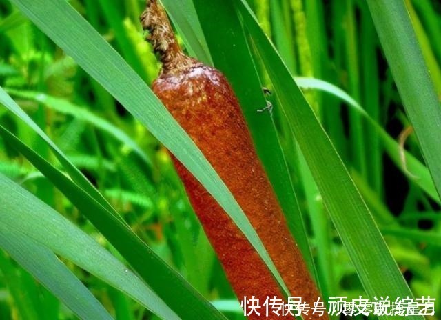 城里人|河边长出的“烤肠”,水下隐藏着美味,30元一斤,很多人不知能吃!