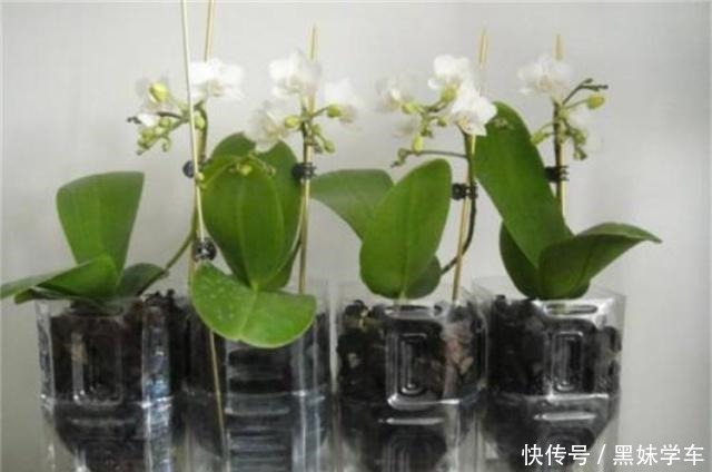蝴蝶兰凋零别扔!用半水耕法,几个月后就“兰开二度”,超惊喜!