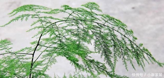 冬天养护文竹,避开这几个误区,叶片绿油油的越长越旺盛