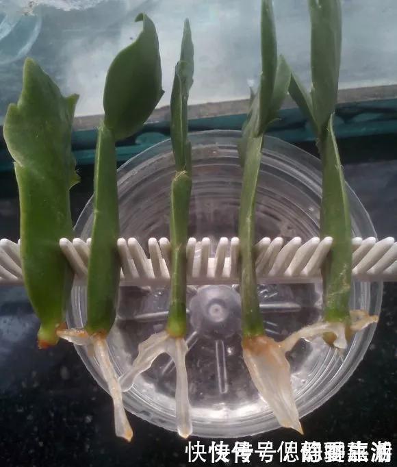 梳子|蟹爪兰插在梳子上,一次50片,大白根呼呼冒,爆盆太过瘾