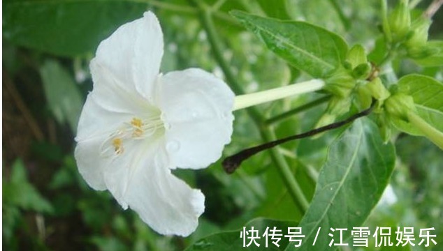 腰椎间盘突出|农村的野花,腰椎间盘突出,颈椎痛的“死对头”坚持七天治愈