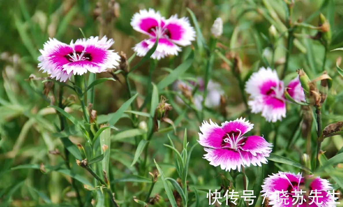 空气|冬季室内通风不好,就养3种养人花,个个都是清新空气小能手