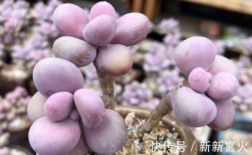 给桃蛋老桩多肉配盆是技术活,配好了锦上添花,配不好则影响颜值