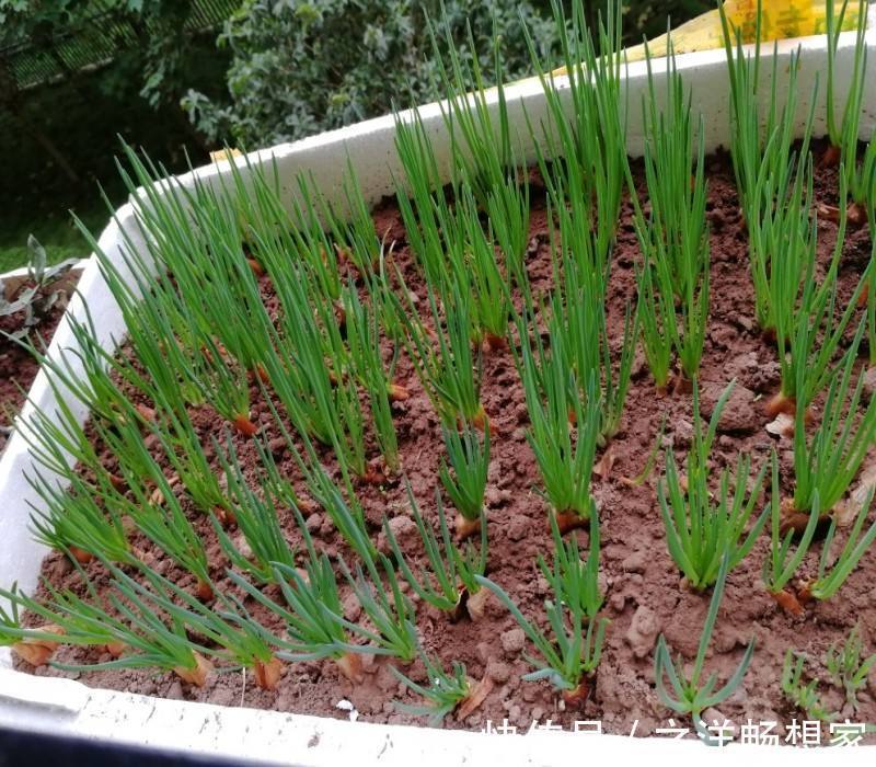 阳台小葱,又细又黄教你一招,根根粗壮,一抓一把吃不完!