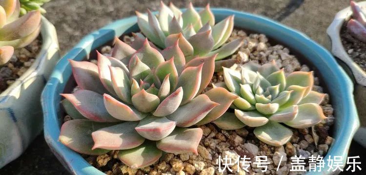 多肉是戒不掉的瘾!多肉小白入坑一年小记!