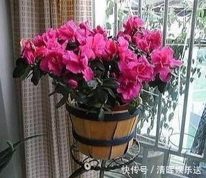 观赏价值|“嗜水如命”的5种花,全靠水续命,停水就枯萎!新手尤其要注意