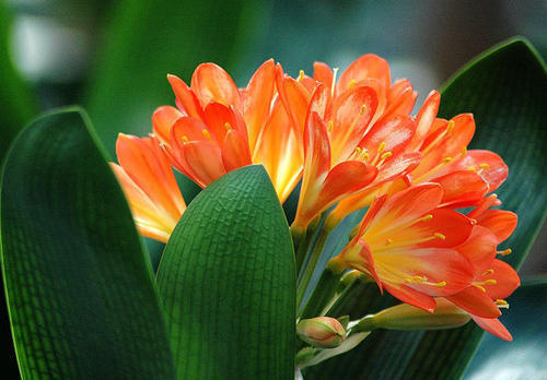 长虫害|最厉害的养花营养液给花喝一勺,不烂根,新叶蹭蹭长不停!