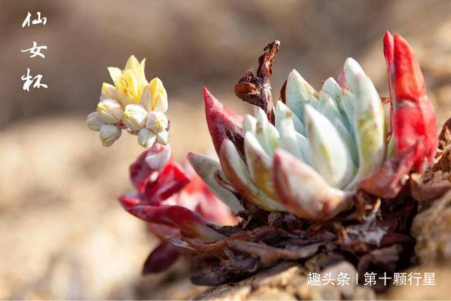 植物|新手最常犯的错误之一看到植物干瘪的，叶子下垂……就浇水