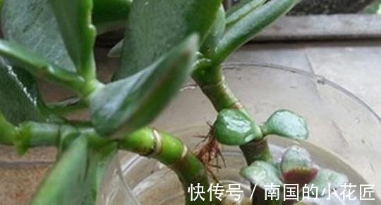 休眠|多肉植物养不活,扔水池里3天,自己生根长叶,原来还能这么养