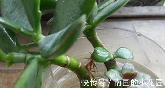 休眠|多肉植物养不活，扔水池里3天，自己生根长叶，原来还能这么养