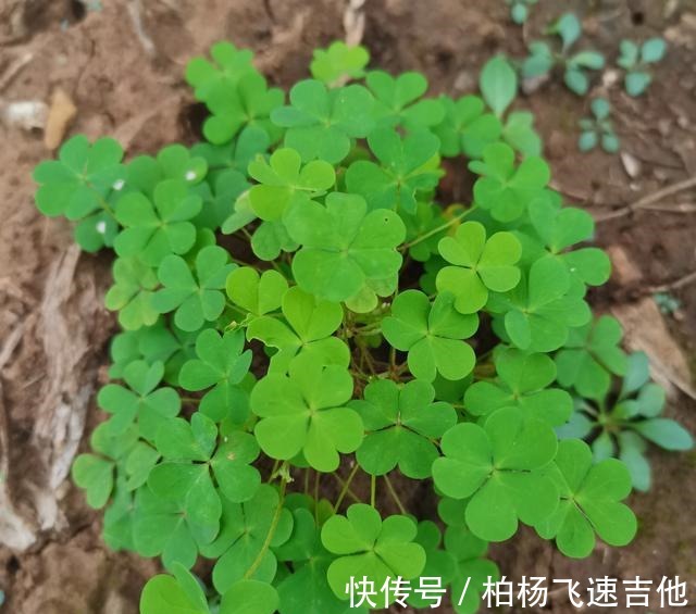 兰陵|临沂兰陵管这些野菜这样叫,不知道各地都一样吗!