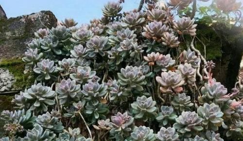 这5种多肉很难养死，适合新手养