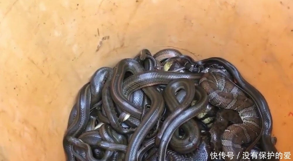 两个小孩子,自己做美食,材料竟然是