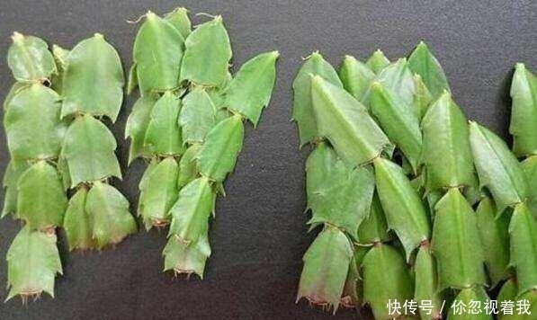 这两种盆栽还要买?摘片叶子,随手一插就能活,送人都送不完!