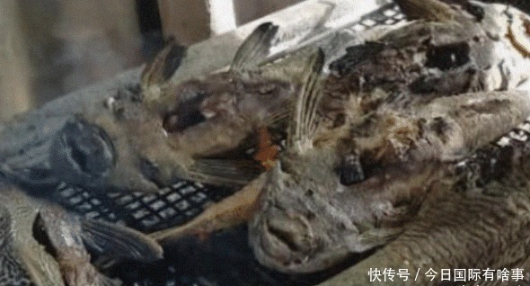 物种|中国吃货都甘拜下风:国人唯一不敢吃的物种,在越南却被吃干抹净