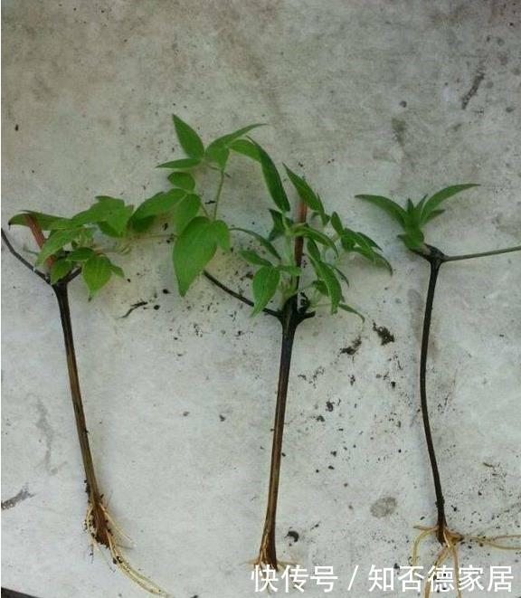 扦插|这五种花儿,一个枝条就能种,爬藤爬满墙,开花又多又漂亮