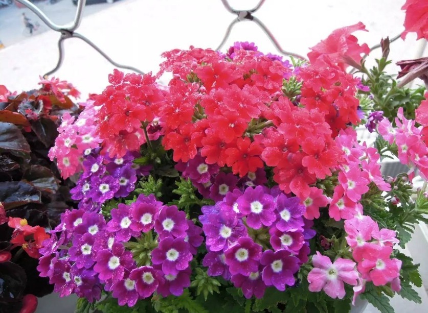 类型|天热养什么植物合适栽种这3款，不用怎么管就能安全度夏