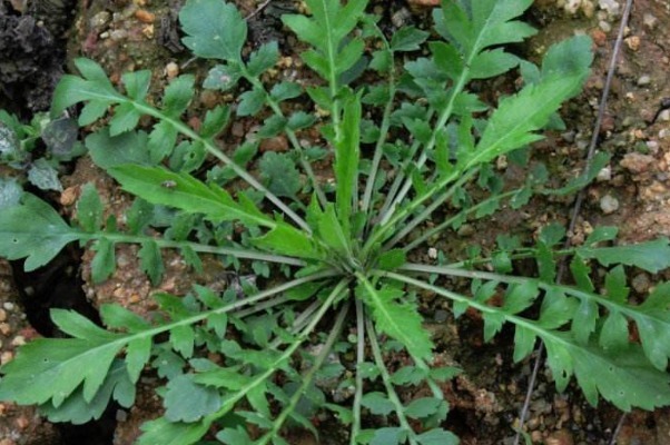 刺儿菜|乡下人常吃的天然钙片，漫山遍野都是，不仅补钙，还有许多好处