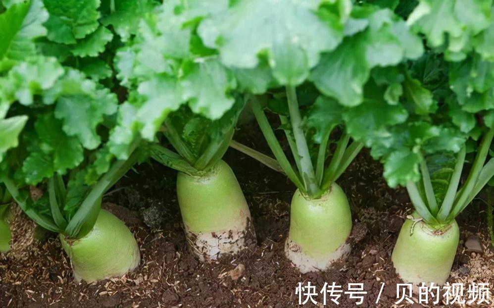 服用中药|这3种中药不建议长期服用，经常服用中药的朋友，不妨看看