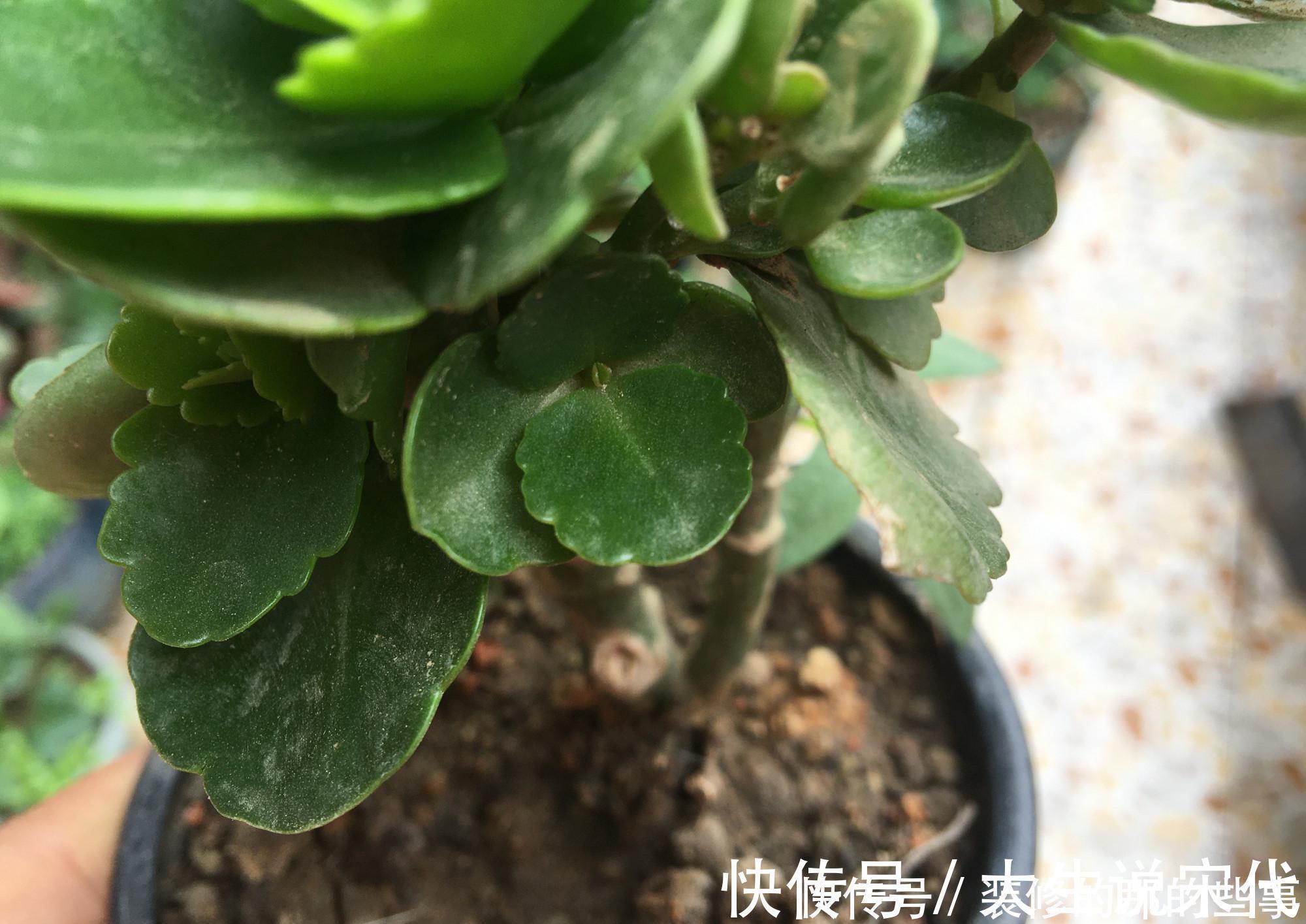 让长寿花开花,做好“两点”,叶子又绿又壮,花苞多开花快