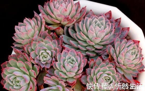 多肉|20款高贵梦幻紫色多肉,养一盆“紫气东来”,总有一款是你喜欢的