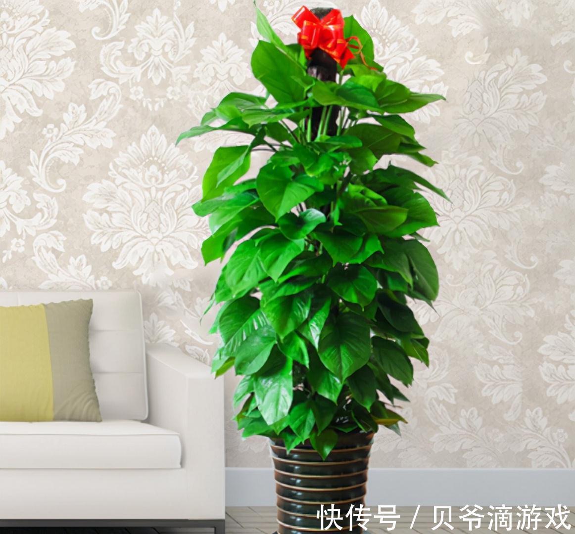 适合客厅养的“6种花”,一个比一个好养,一个比一个好看