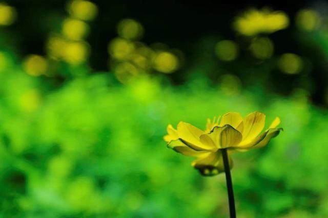 野枝|一朵野花,25首诗词野枝无主摇风雨,得遇春风照样开
