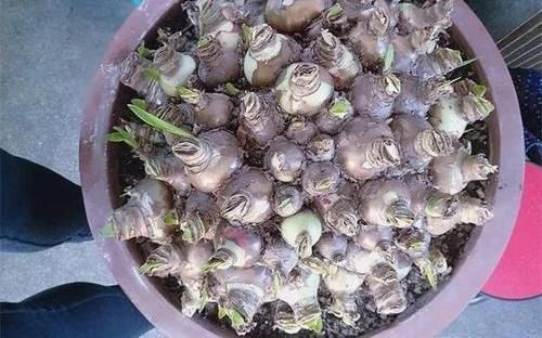 朱顶红养成古董,养了10多年,一盆50个球,水缸都长满了