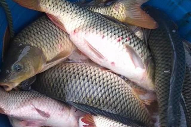 自制酒米鱼不吃不是鱼“挑食”,问题出在这些地方