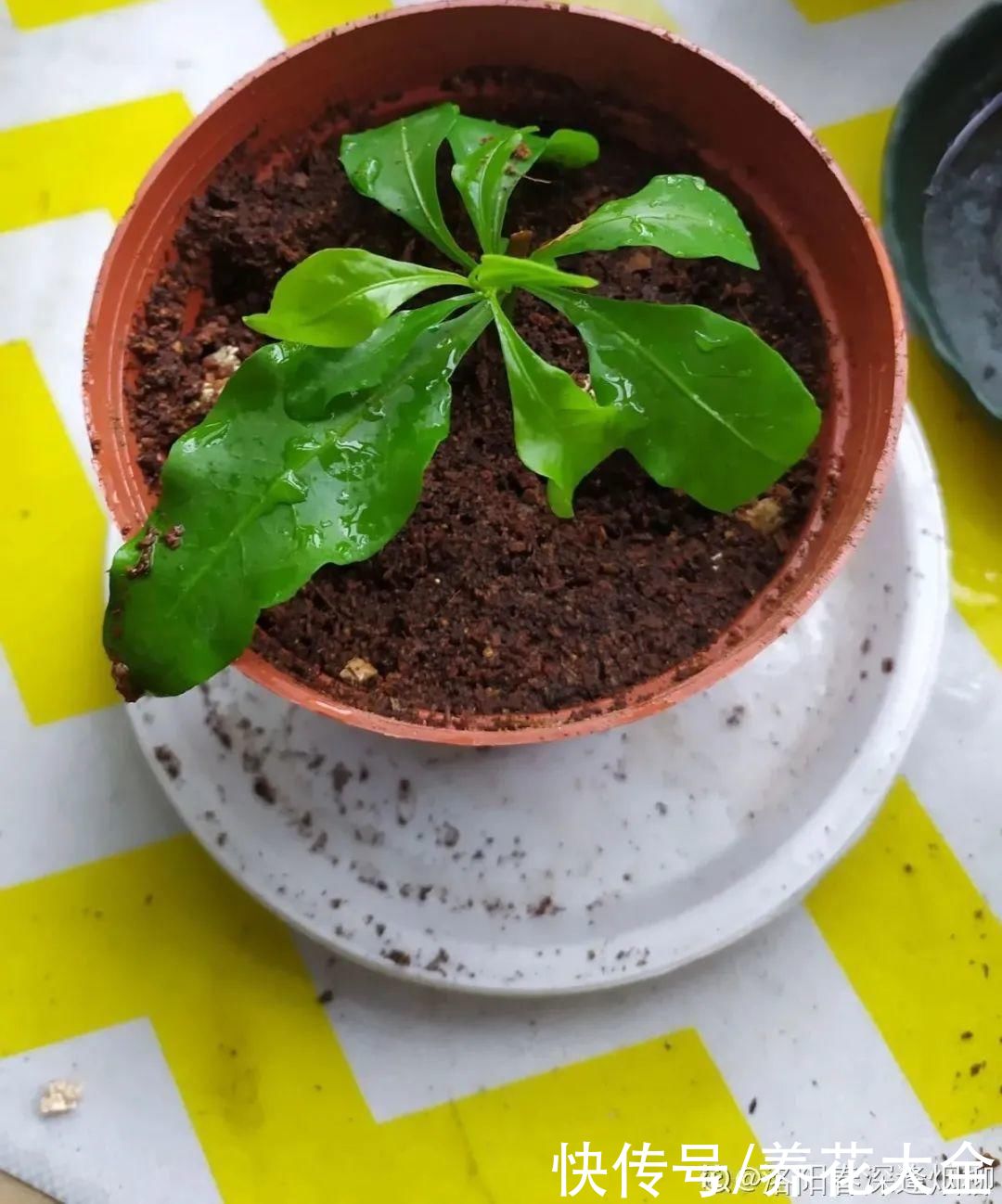 11种常见花，现在扦插，成活率特高