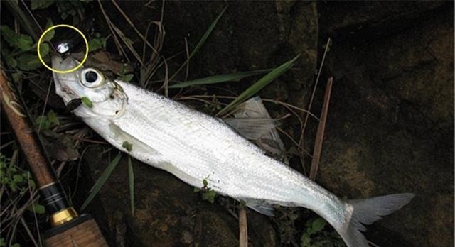 狂拉翘嘴的几种好方法，翘嘴大小不同，钓法完全不同