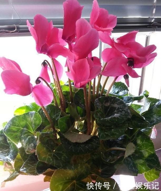 养殖仙客来要注意什么?了解5个关键点,植株枝叶多、开花多