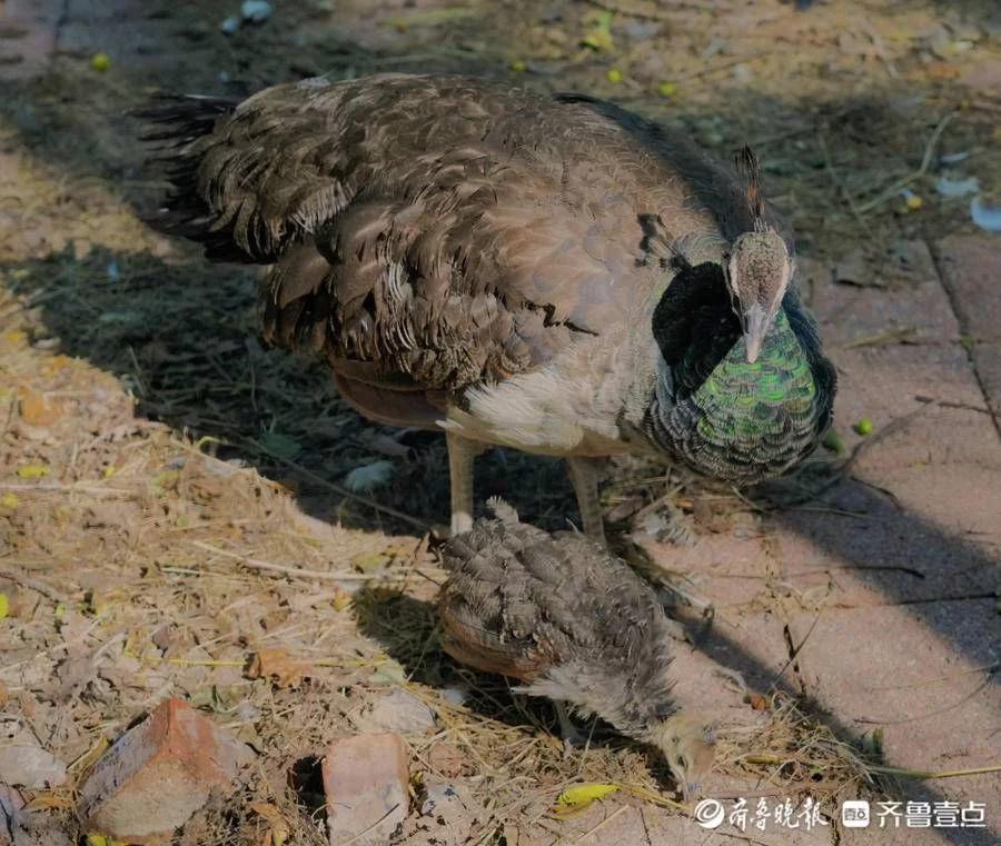 不要告诉别人（舐犊情深）知否里的舐犊情深图什么意思 第2张