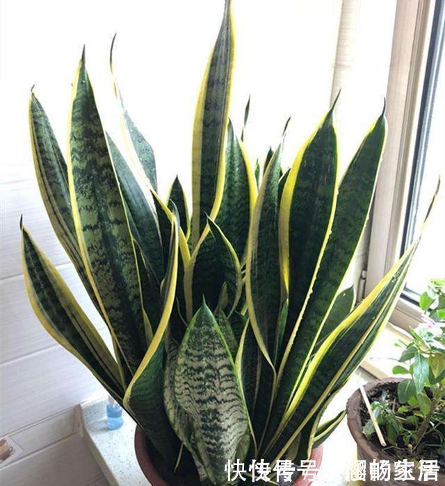 养虎皮兰时,盆里加2种东西,30天钻出钢芽,侧芽嗖嗖