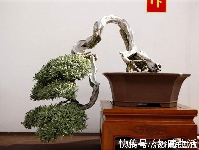 采摘|这盆景价值高,被人戏称“夺命芙蓉”,十分珍贵,树形最亮眼!