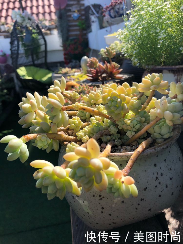 阳台|DIY改造17㎡屋顶花园,忙得不亦乐乎,在喧嚣城市打造一隅静谧