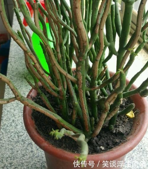 花儿|家中无法养这三类绿植,白送都不要,危害很大不建议养