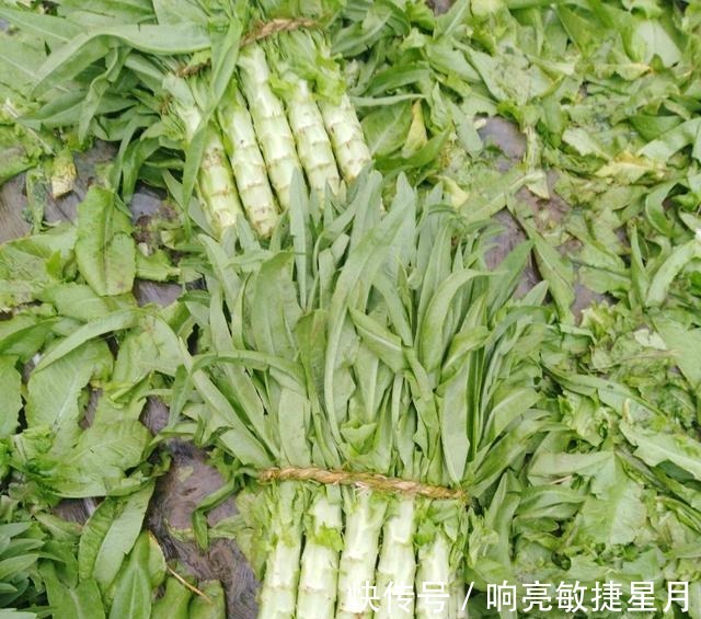 种植者|掌握莴笋种植技巧，选择适宜的环境，合理进行水肥管理！