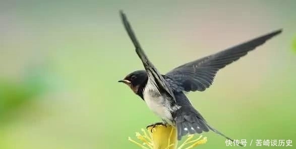 实人|古语:“家有三喜出能人,宅有四实人富贵”,指的是哪三喜四实?