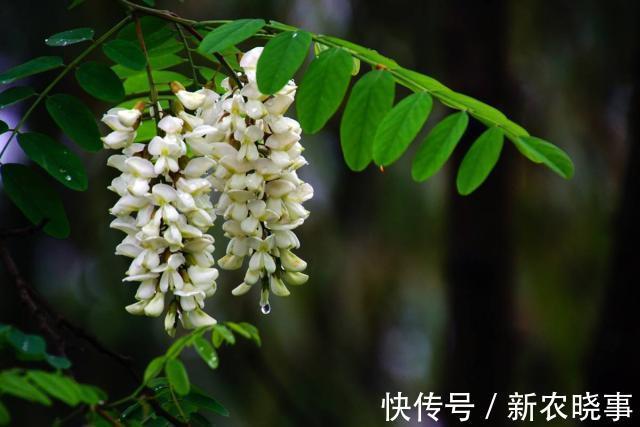 五树不入宅是什么意思?农村人为何不