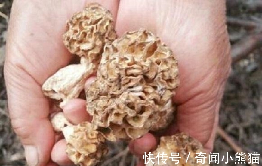山地|山地里长出“干珊瑚”，治愈恶性肿瘤千金难买，还可抑制肥胖