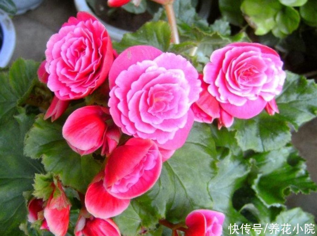 天气热了,这5种怕晒的花,要提前把它搬到阴凉处