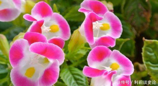 “4种花”好养眼，开花一片，花团紧簇，养庭院，十里飘香