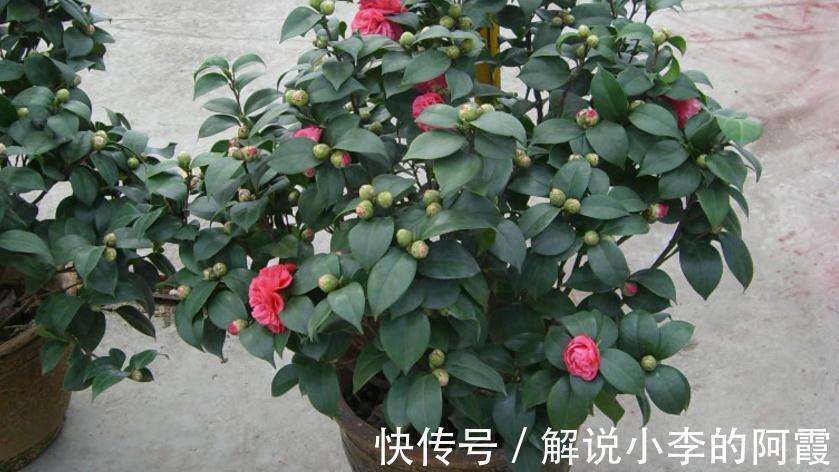 花友们|现在入手茶花,该怎么打理盆栽,让植株春节前后花开正盛?