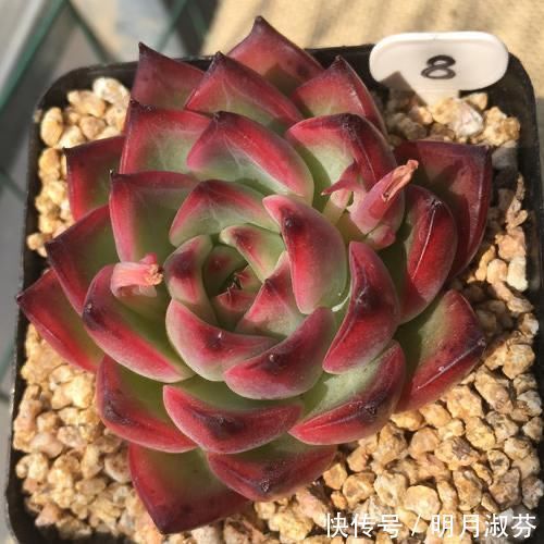 多肉阳台党终于放弃了蒂亚,因为遇见了篝火,颜色火红皮实好养